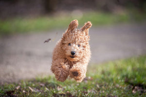 Your first puppy days