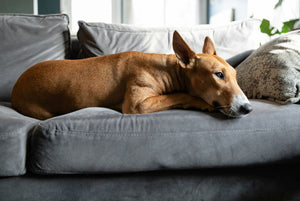 Happy dog, happy house