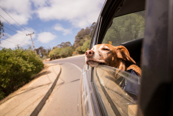 The best dog-friendly road trips