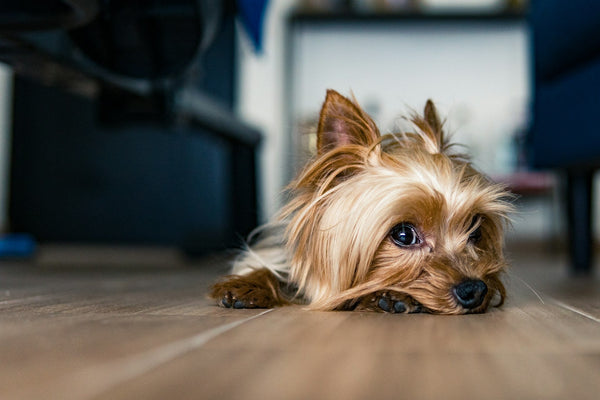 The joys of life with a dog