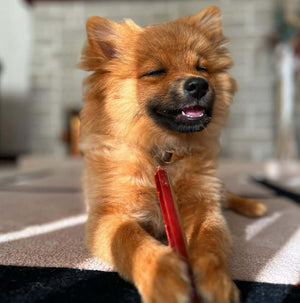 Smoky Dental Fang Chew Pouch (6 chews)